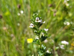 Euphrasia frigida