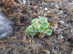 Eudema nubigena