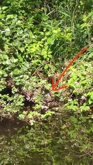 Trachemys scripta troostii