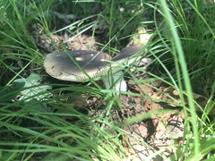 Heterophyllidia