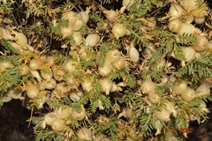 Astragalus clusianus