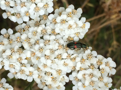 Trichodes bimaculatus