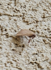 Parachma ochracealis