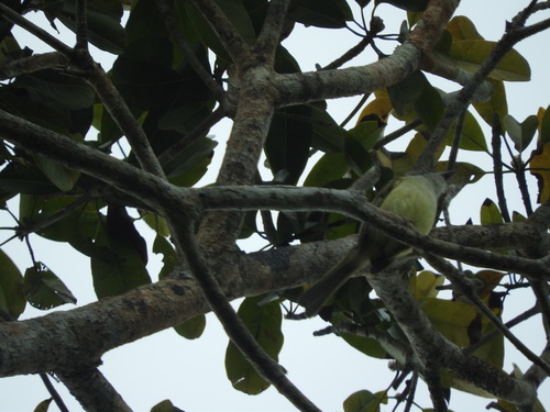 Yucatan Flycatcher (Myiarchus yucatanensis), photo 10