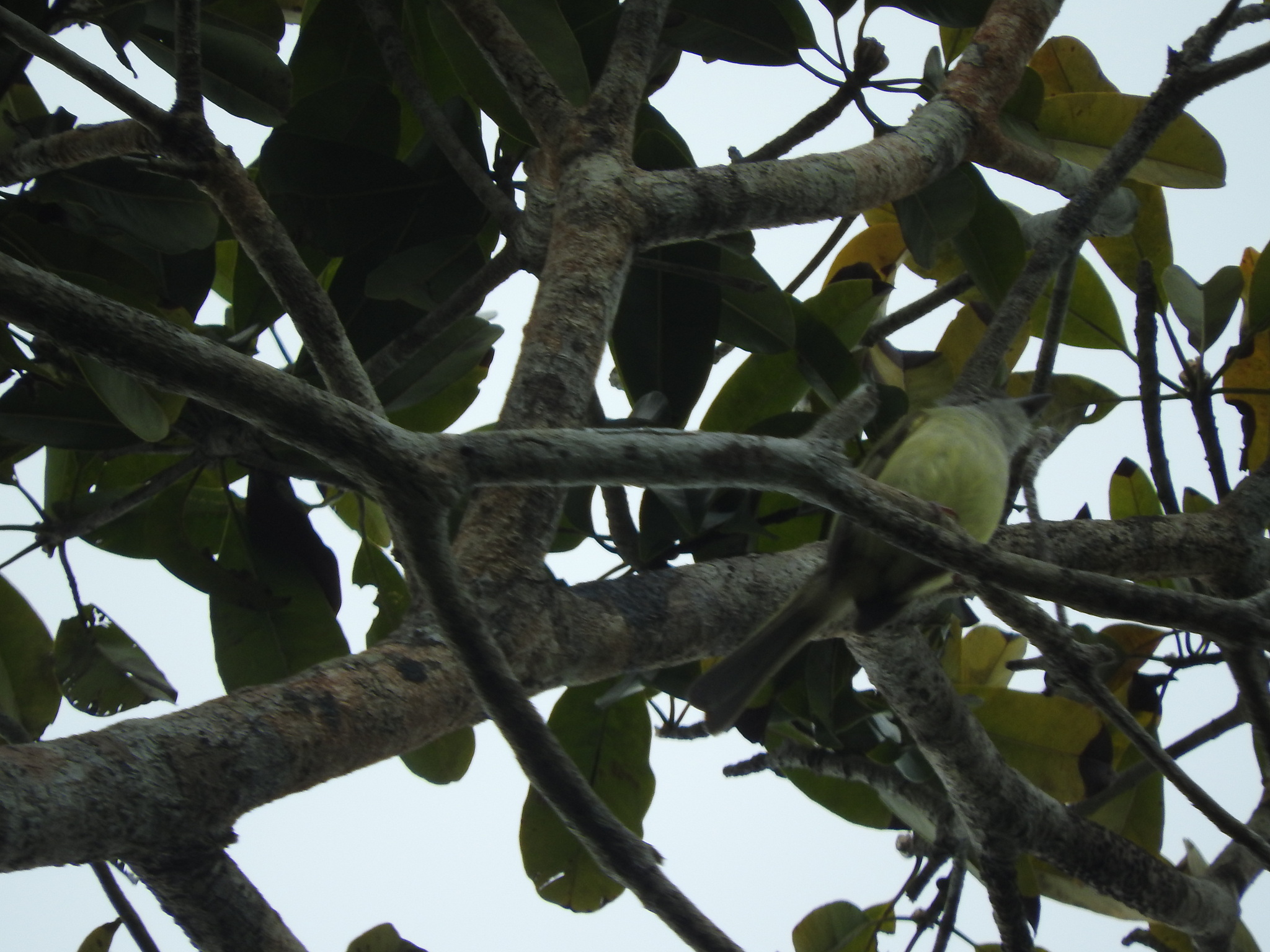 Yucatan Flycatcher (Myiarchus yucatanensis), photo 7