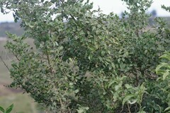 Cassinopsis ilicifolia