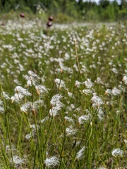 Trichophorum alpinum