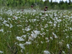 Trichophorum alpinum