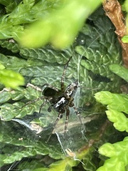 Textrix denticulata