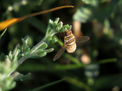 Lepidanthrax angulus