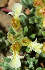Teucrium thymifolium