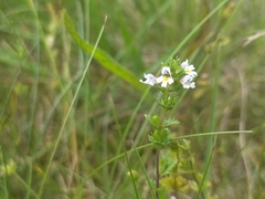 Euphrasia frigida