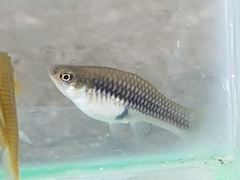 Xiphophorus variatus