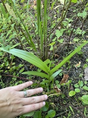 Habenaria repens