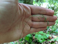 Poa saltuensis
