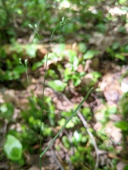 Poa saltuensis