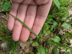 Poa saltuensis