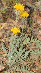 Centaurea granatensis