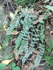 Asplenium gilliesii