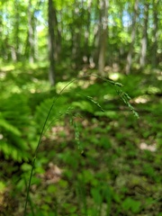 Poa saltuensis