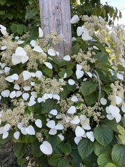 Hydrangea hydrangeoides