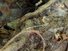 Platycnemis pennipes