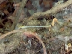 Platycnemis pennipes