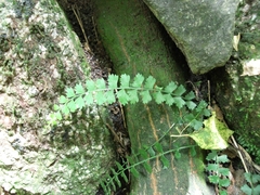 Asplenium gilliesii