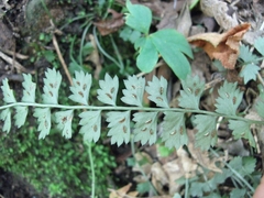 Asplenium gilliesii
