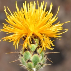 Centaurea granatensis