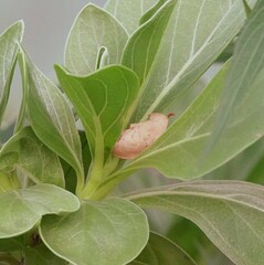 Adoxophyes privatana