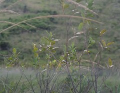 Dais cotinifolia