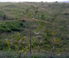 Dais cotinifolia