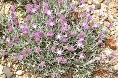 Jurinea pinnata