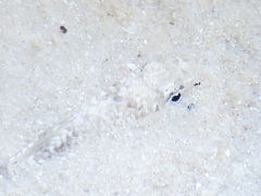 Floridichthys carpio