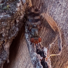 Ceroxys hortulana