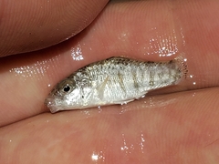 Floridichthys carpio