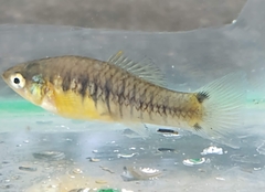 Xiphophorus variatus