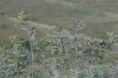 Dais cotinifolia