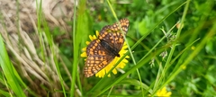 Euphydryas intermedia