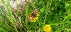Euphydryas intermedia