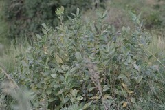Dais cotinifolia