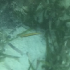 Halichoeres maculipinna