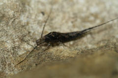 Lepismachilis notata