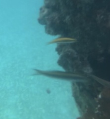 Halichoeres maculipinna