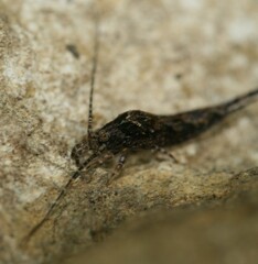 Lepismachilis notata