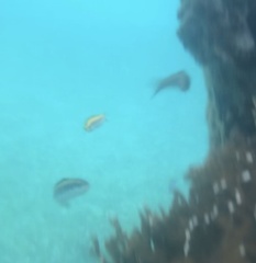 Halichoeres maculipinna