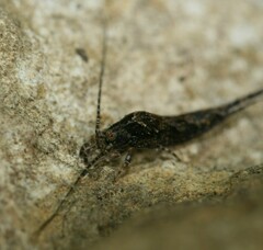 Lepismachilis notata