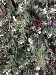 Scutellaria californica