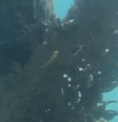 Halichoeres maculipinna